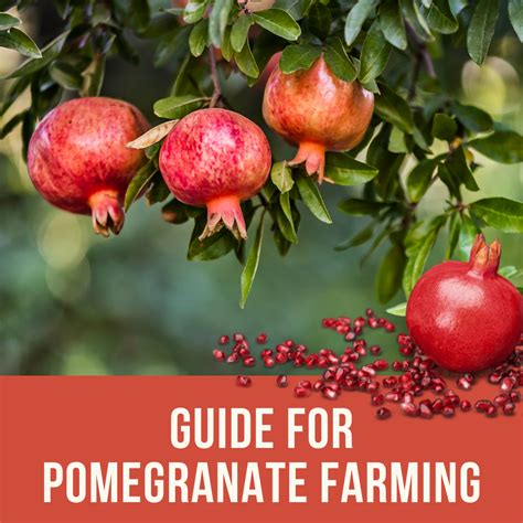 The Ultimate Guide For Pomegranate Farming 2021 By Good Land Gurus