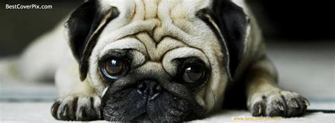 Sad And Cute Dog Best Timeline Cover For Facebook