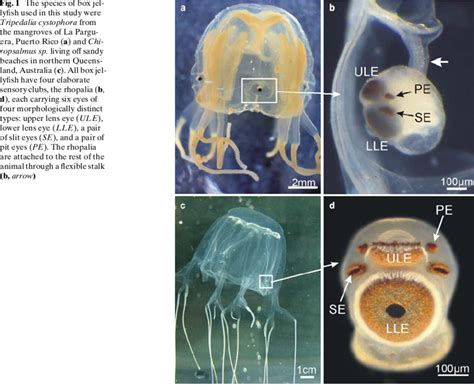 The Species Of Box Jellywsh Used In This Study Were Tripedalia