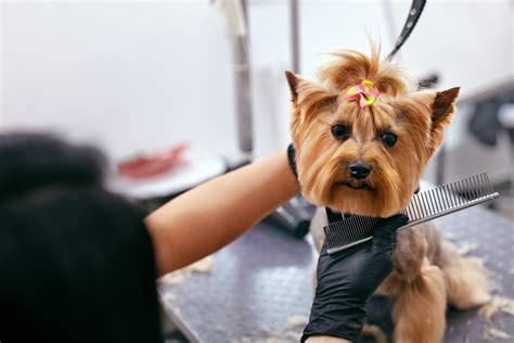 Dog Grooming Services Fairfield Area Humane Society