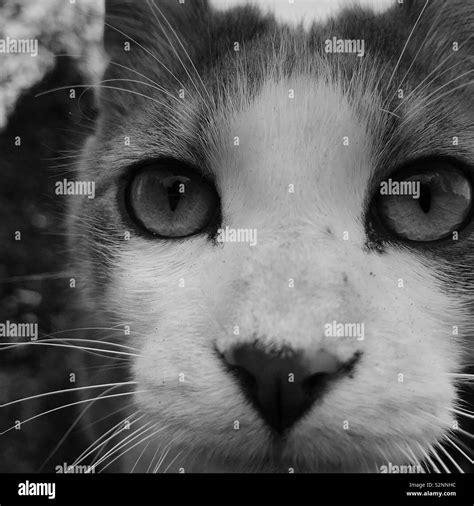 Cat Face Close Up Stock Photo Alamy
