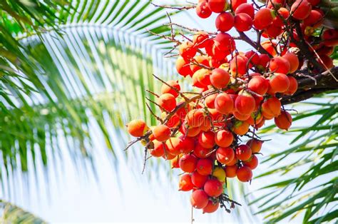 Beautiful Bunch Of Orange Palm Tree Fruits In Close Up At A Tropical