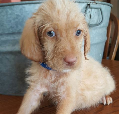The labradoodle has a very short but interesting history. Labradoodle Puppies For Sale | Pink Hill, NC #213917