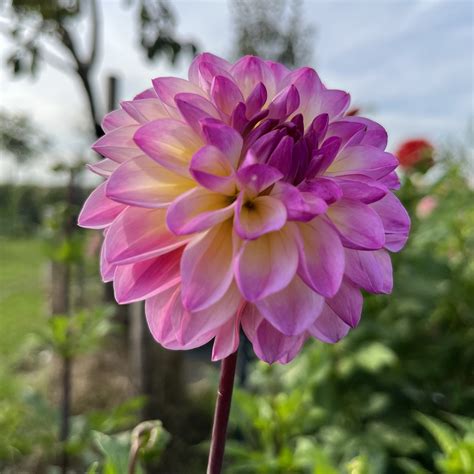 Dahlia El Paso - Baalse Hoef