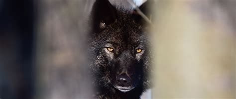 Download Wallpaper 2560x1080 Wolf Black Predator Glance Snow