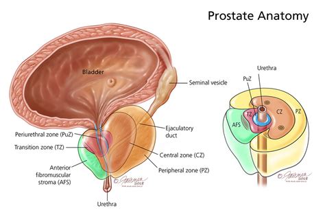 prostate gland diagram