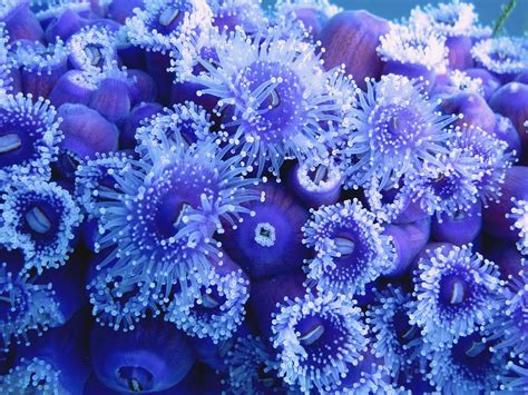 Cnidarians Facts Corals Jellyfish And Sea Anemones