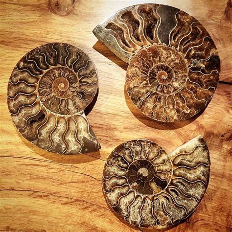 Choosing Between Three Gorgeousmadagascan Ammonite Fossils From The