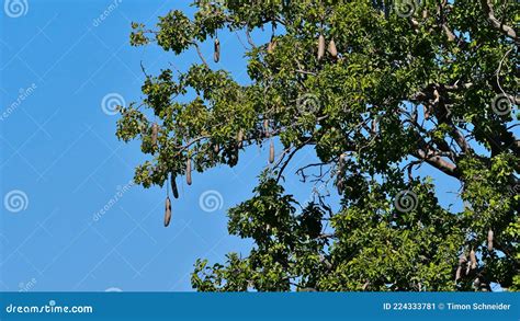 Closeup View Of The Enormous Fruits Of Kigelia Tree Formed Like A