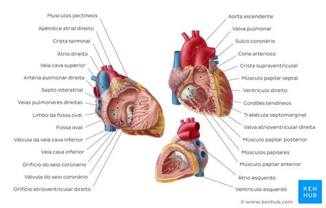 Ventrículos Do Coração Anatomia Função Características Kenhub
