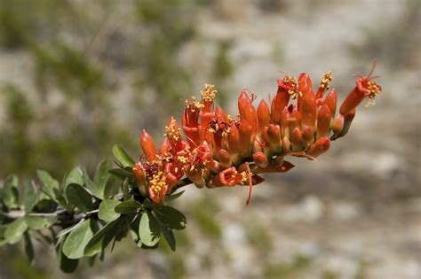 Since dragon fruit does not like to grow in colder climates, having it planted in a pot can be a great idea. Growing Ocotillo In A Pot: How To Grow Ocotillo Plant In A ...