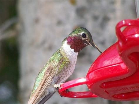 And don't try to play the role of an aviary nutritionist thinking that a low carb sugar like stevia or monkfruit will be a healthier choice for the birds. Hummingbird Nectar | How to make Homemade Hummingbird Food ...