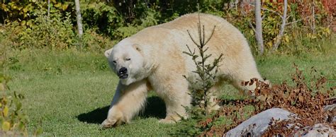 Polar Bear Facts Polar Bear Habitat
