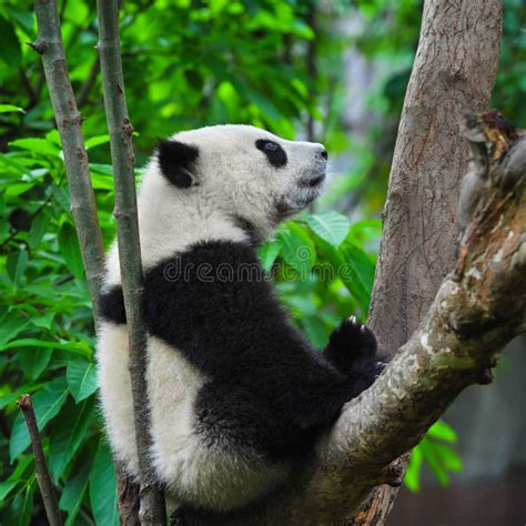 Cute Young Giant Panda Bear Sitting In A Tree And Looking At The Camera