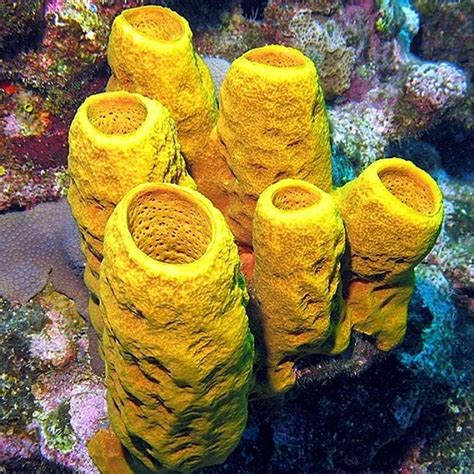 Phylum Porifera Sponges Examples