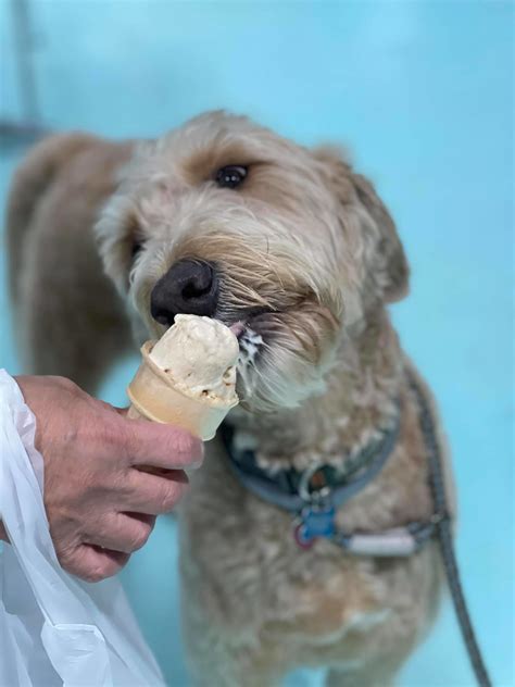 Salty Paws Floridas First Dog Ice Cream Shop Is Now Open In Dunedin