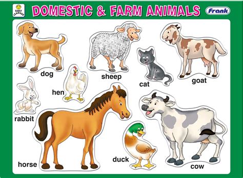 Domestic Animals For Kid