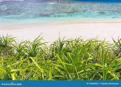 Green Grass On Beach With Clean Blue Water On Background Tropical