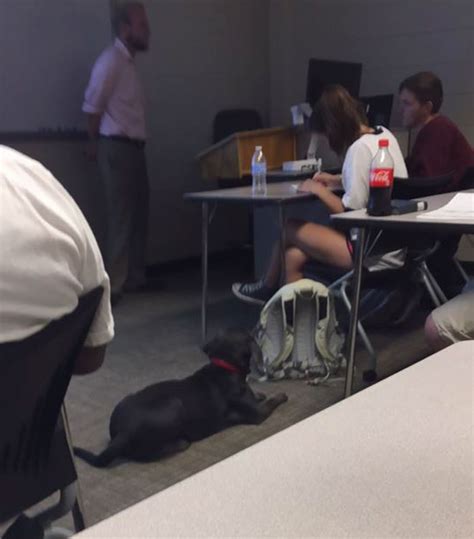 Girl Brings Her Dog To Class And Her Professor Permission
