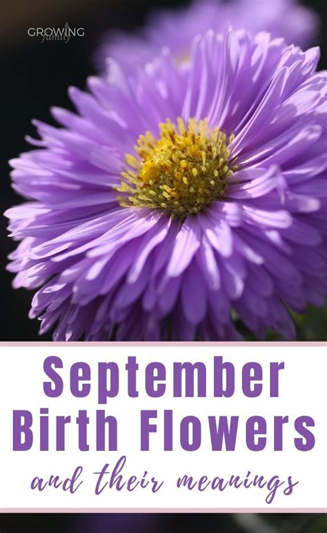 A Purple Flower With The Words September Birth Flowers And Their