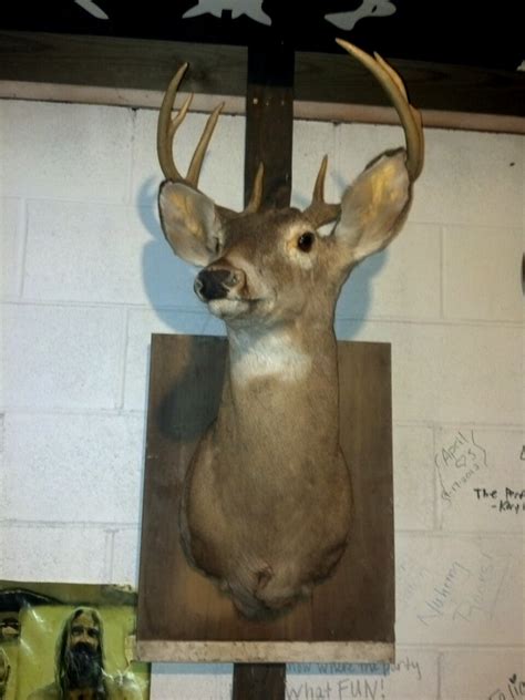 Hidden Compartment In A Deer Mount 10 Steps With Pictures