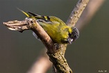 Kleiner SPASSVOGEL Foto & Bild | tiere, wildlife, wild lebende vögel ...