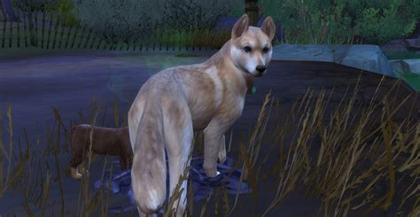 Cats And Dogs Picture Thread Page 14 — The Sims Forums