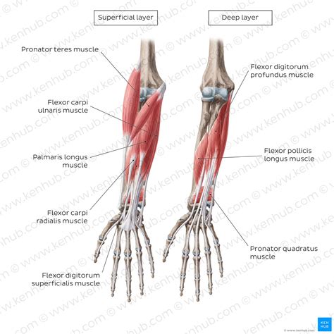 Radial Muscles Of The Forearm Anatomy And Function Kenhub Sexiz Pix