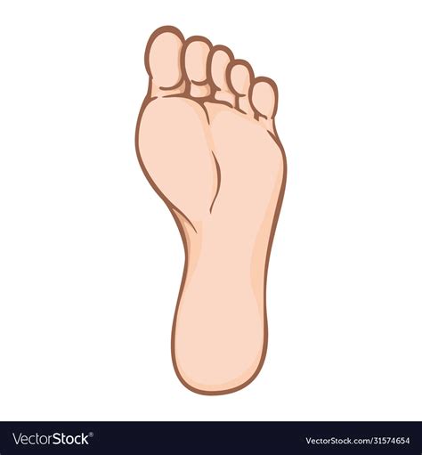 Body Part Plant Or Sole Right Foot Caucasian Vector Image