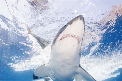 Shark Tracker Goes 'Crazy' Monitoring Great Whites on East Coast - Newsweek