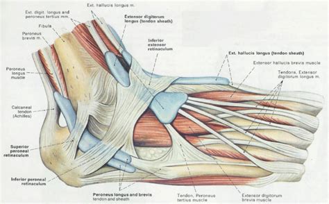 Understanding Subtle Peroneal Subluxation Treating The Cause Vs
