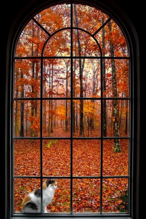 The Window Looking Out Accidentalwesanderson Autumn Scenery Autumn