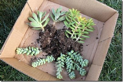 You do not need a very deep container as a new home for the knowledge of how to transplant a cactus will helpgrow your plant healthy and beautiful. Succulents and More: Transplanting succulents and cacti