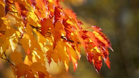 Orange And Yellow Maple Leaves Leaves Fall Plants Hd Wallpaper