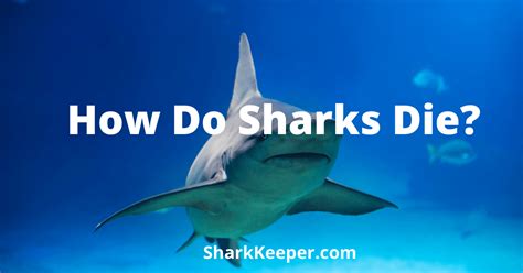 How Do Sharks Die Shark Keeper