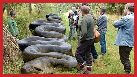 WORLD BIGGEST Giant Snake ANACONDA BIGGEST SNAKE EVER GIANT SNAKE YouTube