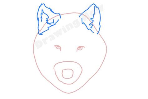 Draw outline for the face. How to Draw a Wolf Face | DrawingNow