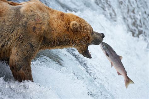 Alaskan Brown Bear Catching A Jumping Salmon Brooks Falls Ursus