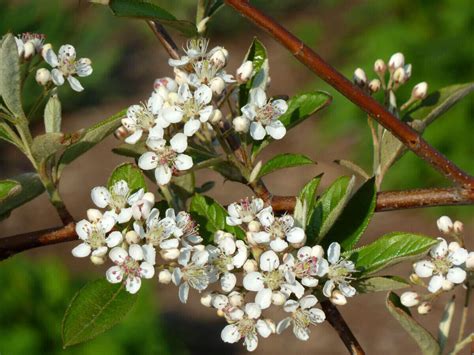 21 Plants Native To Virginia Afshahglenn