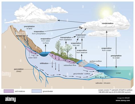 Water Cycle Diagram Labeled With Infiltration