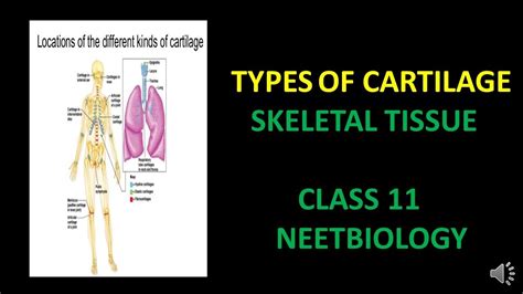 Cartilageskeletal Tissueclass 11neet Biology Youtube