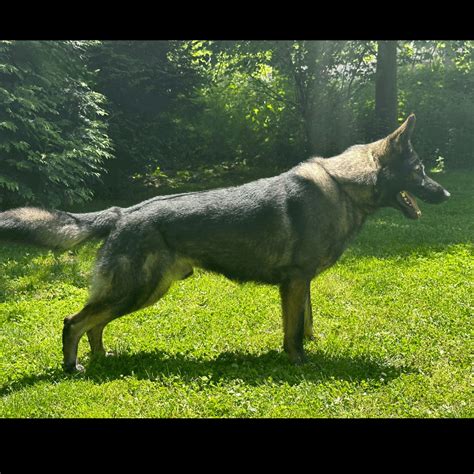 Top Rated German Shepherd Protection Dog For Sale In Nj Duke
