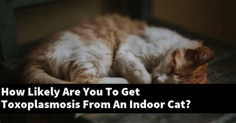 How Likely Are You To Get Toxoplasmosis From An Indoor Cat Explained