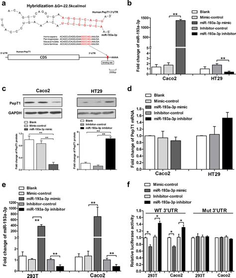 identification of pept1 as a target of mir 193a 3p a schematic download scientific diagram