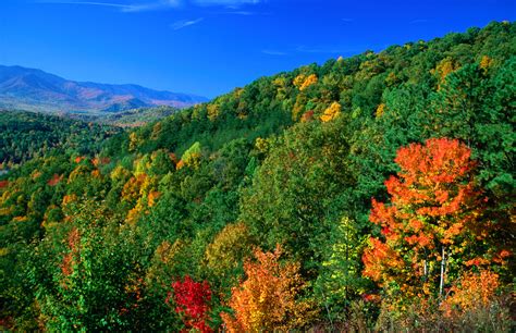 Most Beautiful Forests In America American Forests