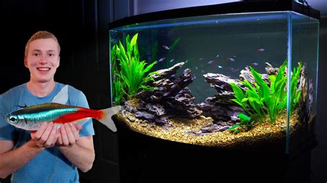 Cardinal Tetra In An Aquascaping Tank Neon Tetra Neon Tetra Fish Tropical Fish Aquarium