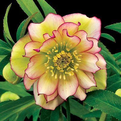 We did not find results for: Hellebore: Shade & heat tolerant, zone 9, perenial that ...