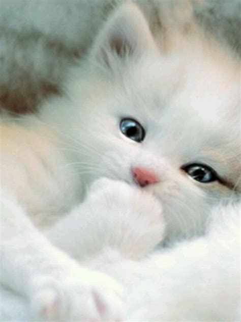 Fluffy White Kitten Cute Animals Baby Animals Kittens