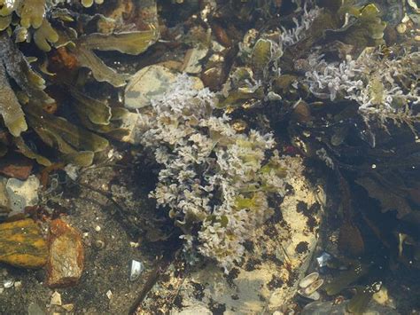 Marine Fungus 5 On Algae In Middleshore Pool Marine Fungi Images