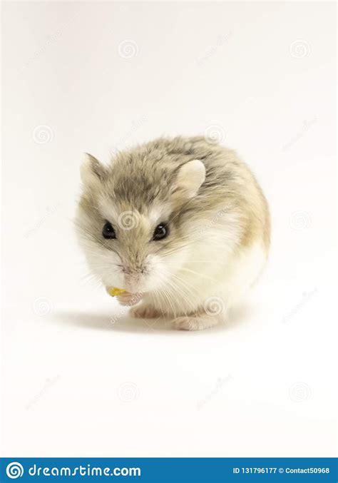Hamster De Roborovski Isolado No Fundo Branco Olhando Ao Visor Imagem